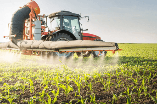 Para proteger las plantaciones, prepare una solución del fungicida Prozaro