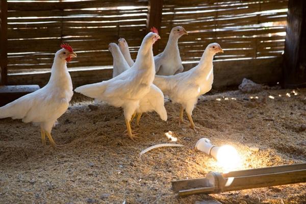 Lámpara de ahorro de energía en el gallinero