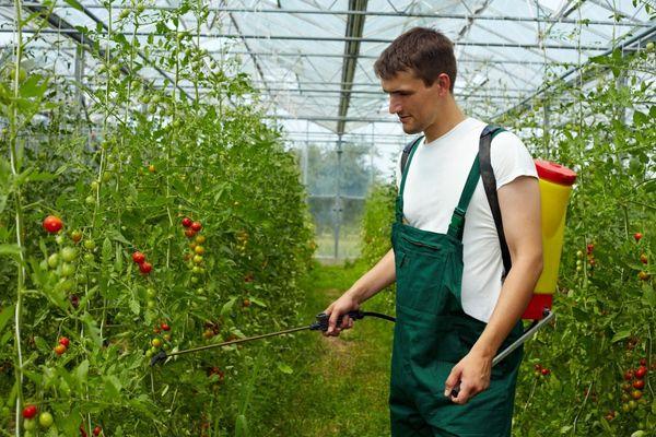 Application de fongicide sur les tomates