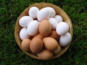 Why chicken eggs are white and brown, what determines the color