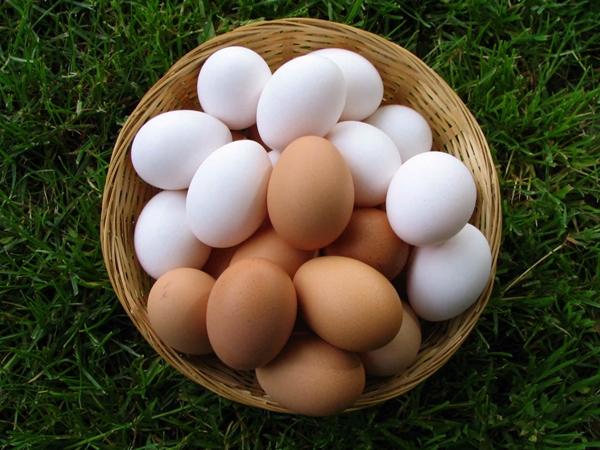 Chicken eggs of different shades