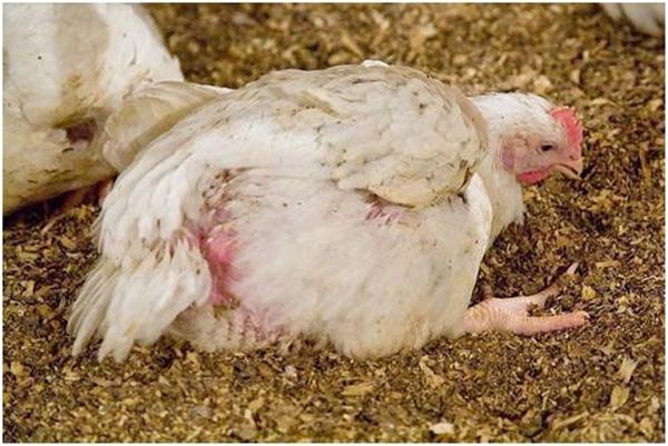 Chicken diseases