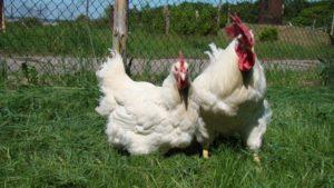 Caractéristiques et description des poulets de la race Hercule, règles d'entretien