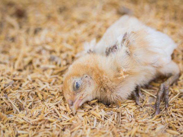 Coccidiosis en pollos