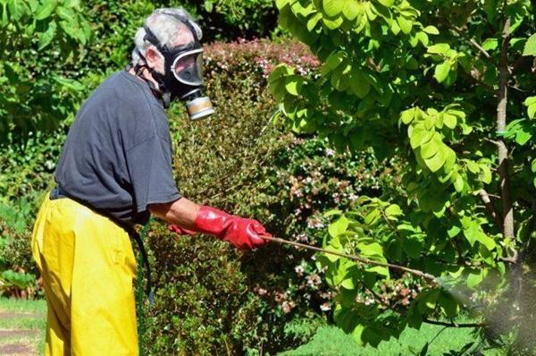 Travailler avec un fongicide