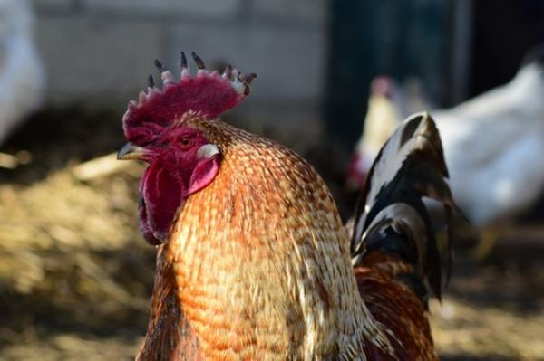 Monocitosis en pollos