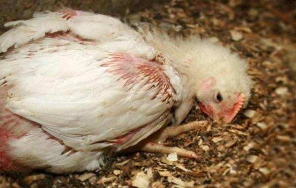 Pasteurellosis in chickens