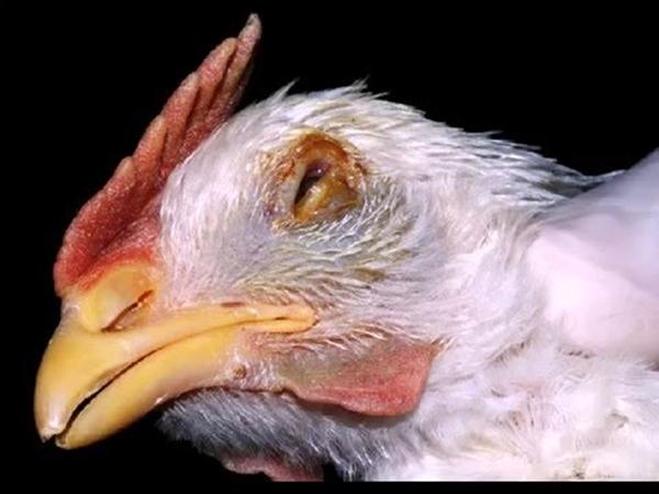 Newcastle disease in chicken