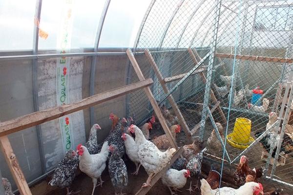 Instalación de policarbonato para el gallinero.