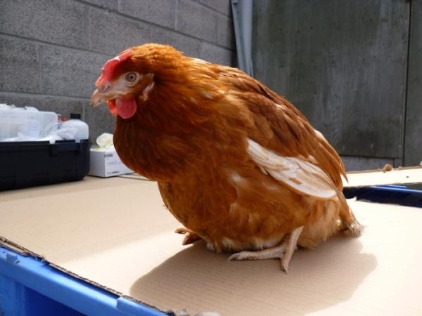 Chicken coccidiosis