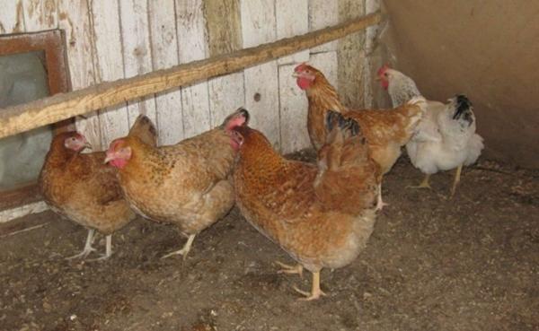 Hercules in the chicken coop