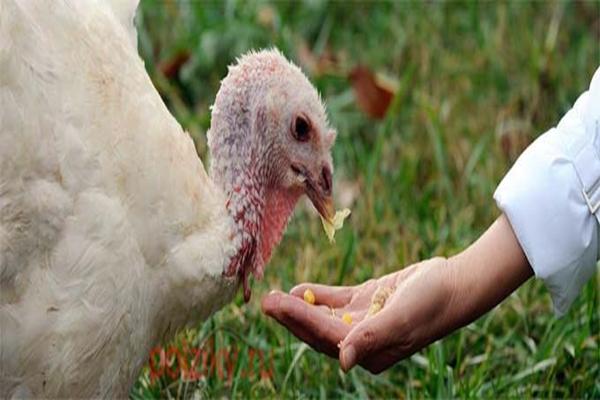 feed yeast for turkeys