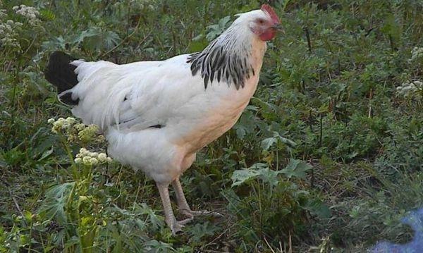 Une poule