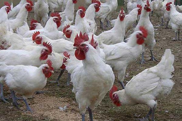 Divorce chickens Bress Gali breed