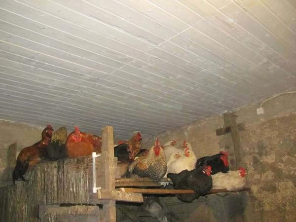 Insulation of the ceiling in the hen house.