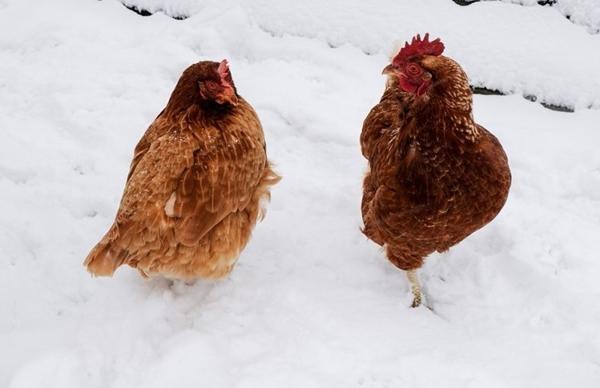 engelures chez les poulets