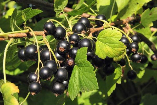 bayas de grosella negra