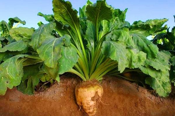 sugar beet