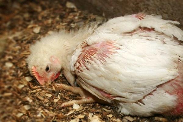 Salmonelosis en un pollito