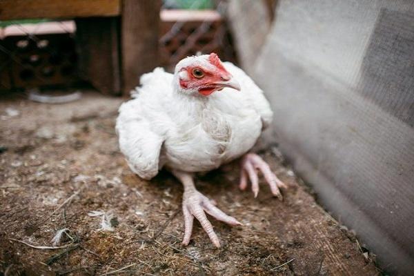 raquitismo en pollo