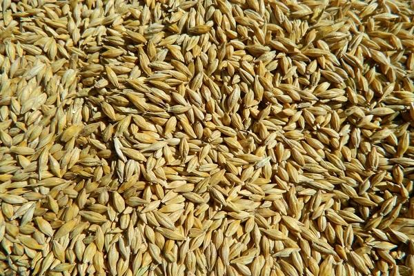 barley grains