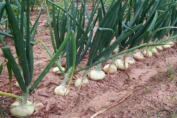 cebollas en el jardín