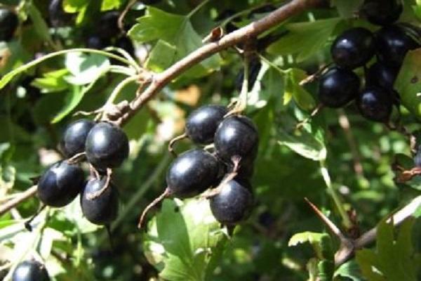 currant berries