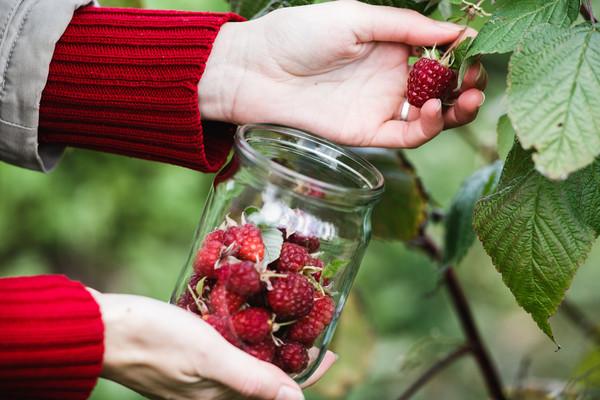 picking raspberries