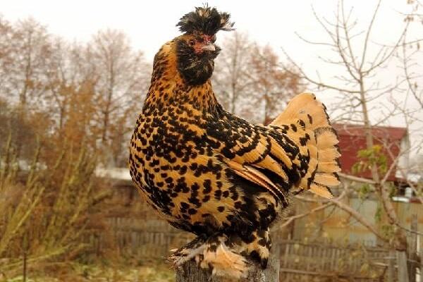 Pavlovsk chickens