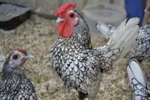 Description and characteristics of the 22 best breeds of decorative chickens