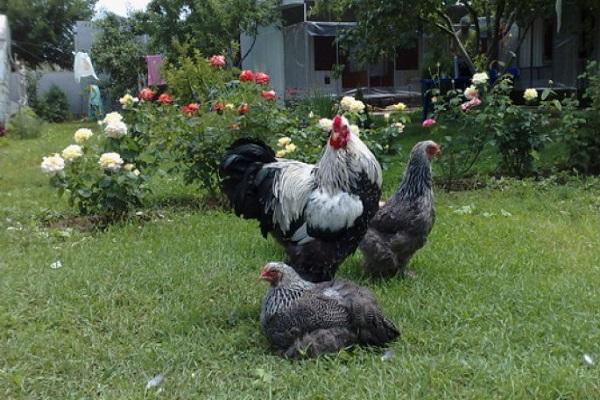 gallo con gallinas