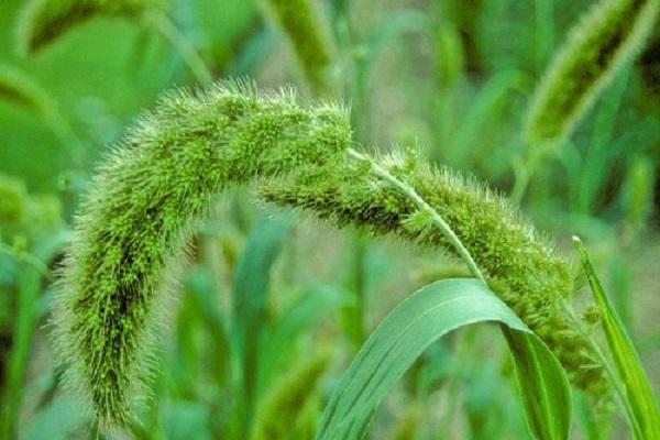 cereal weeds