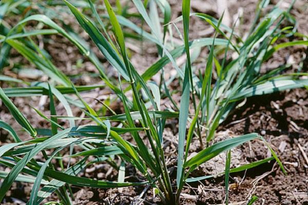 plante de mauvaises herbes