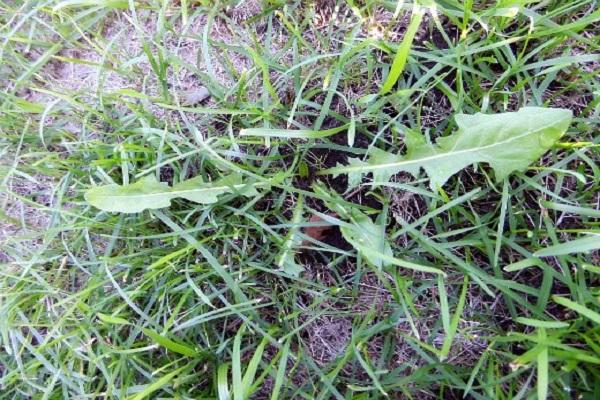 les mauvaises herbes poussent