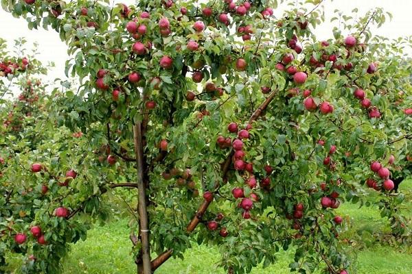 apple trees on the tree