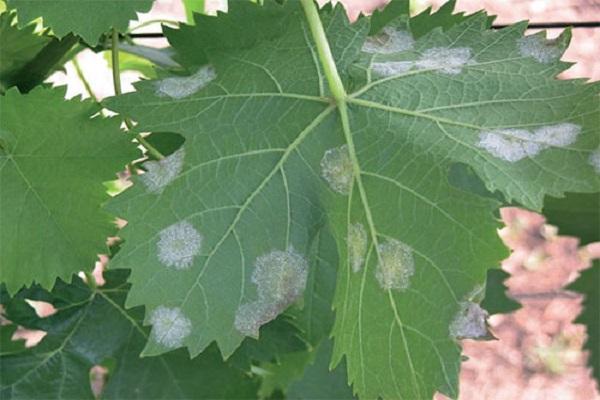 powdery mildew