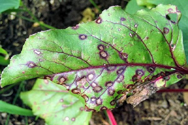 cercospora en hojas