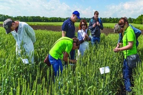 wheat inspection