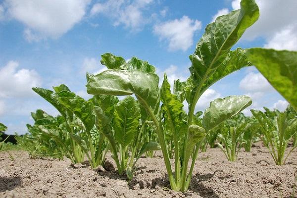 growing cabbage