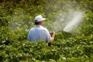 Instructions pour l'utilisation de fongicides pour les raisins et les meilleures préparations