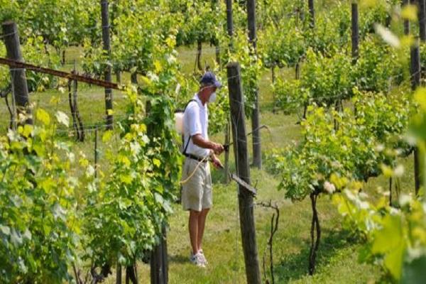 champs de vignes