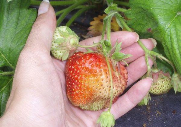 grosses fraises