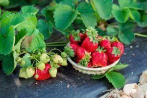 Listahan ng mga pinakamahusay na fungicides para sa pagpapagamot ng mga strawberry at strawberry