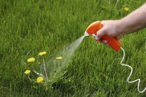 Instructions pour l'utilisation de l'herbicide Excellent contre les mauvaises herbes dans les lits