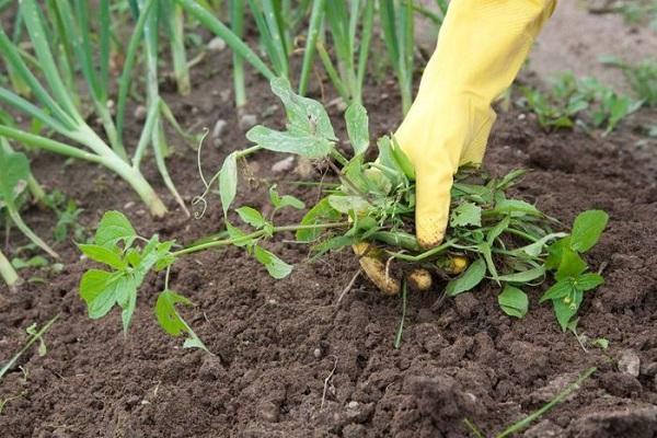 travailler dans le jardin