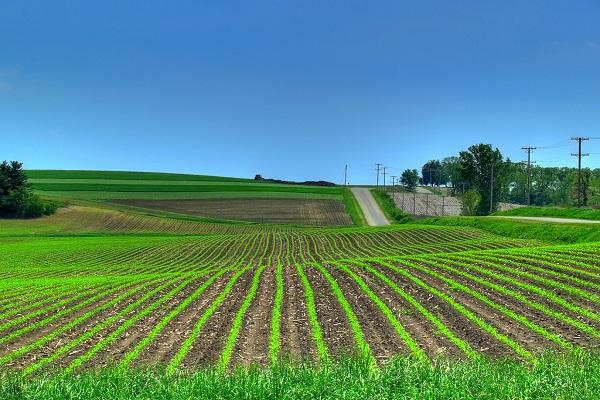 champs sans mauvaises herbes