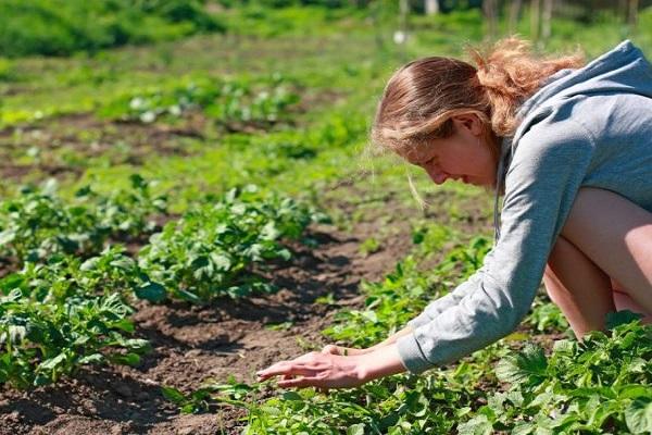 examinar la vegetación