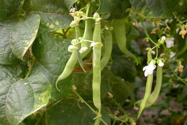 haricots en fleur