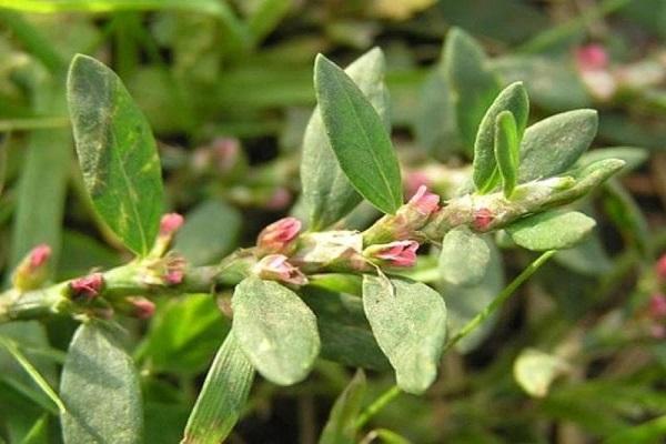 green leaves