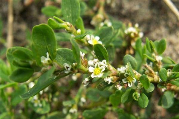 arbusto floreciente